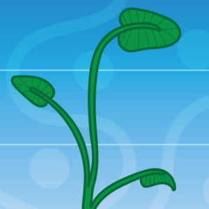 Plant with three leaves